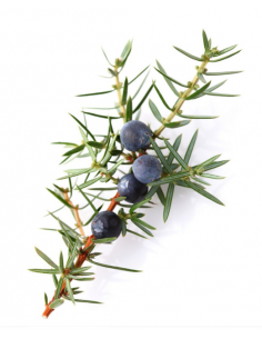 NATURALNY OLEJEK ETERYCZNY...