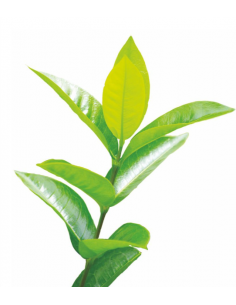 NATURALNY OLEJEK ETERYCZNY...