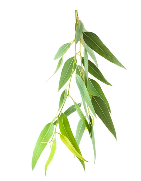naturalny-olejek-eteryczny-100-eukaliptus