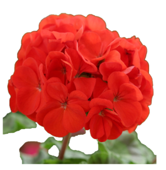 naturalny-olejek-eteryczny-100-geranium