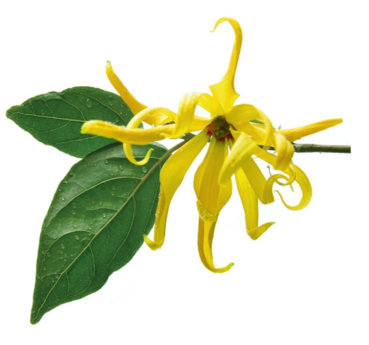 naturalny-olejek-eteryczny-100-ylang