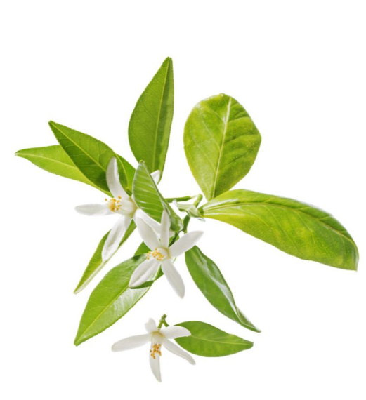 naturalny-olejek-eteryczny-100-neroli